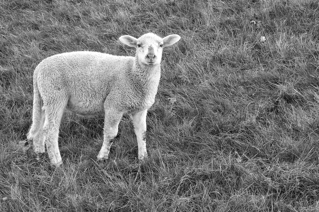 lamb sheep pasture free photo