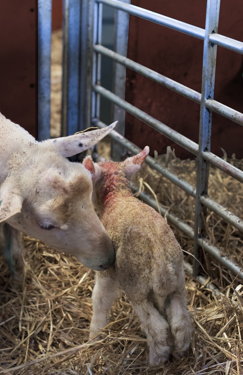 lamb cover newborn free photo