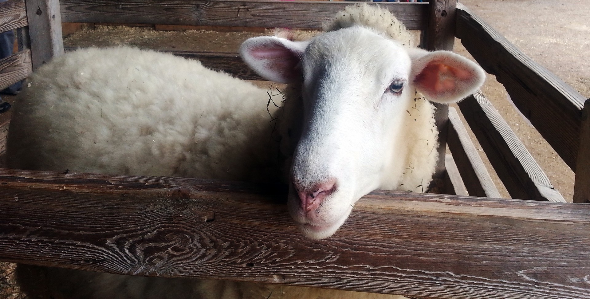 lamb close up close-up free photo