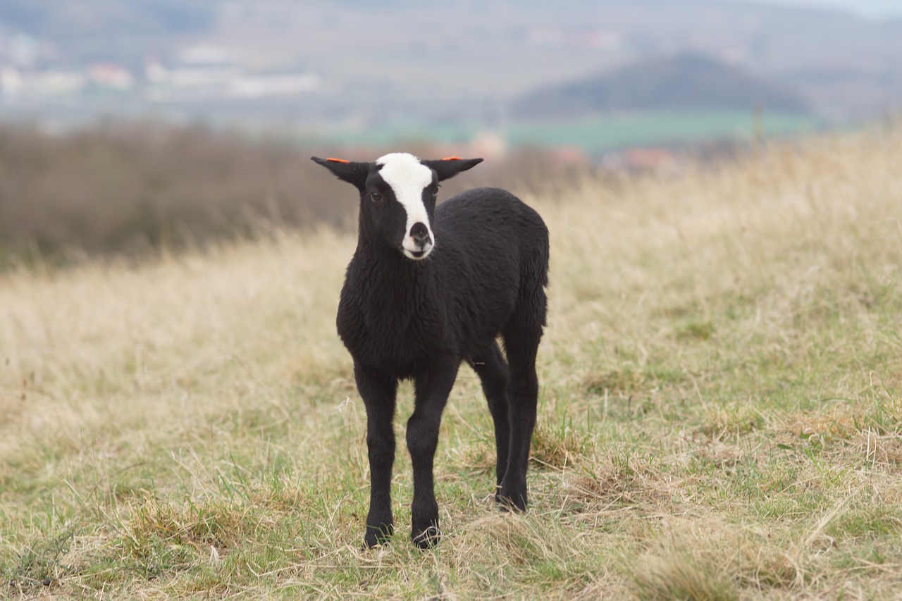 lamb spring feast free photo