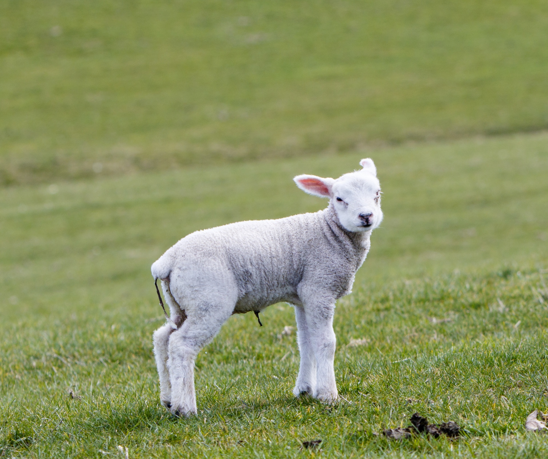 lamb sheep young free photo