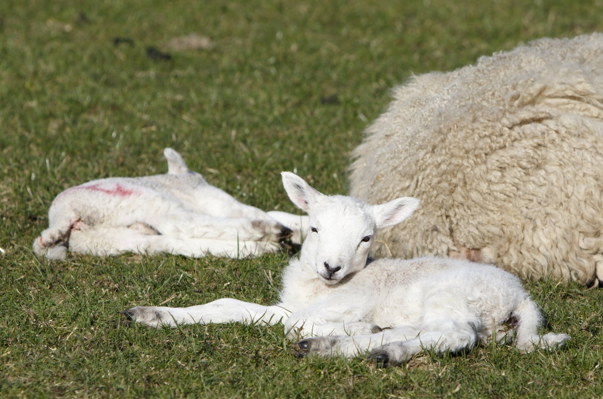 lamb young newborn free photo