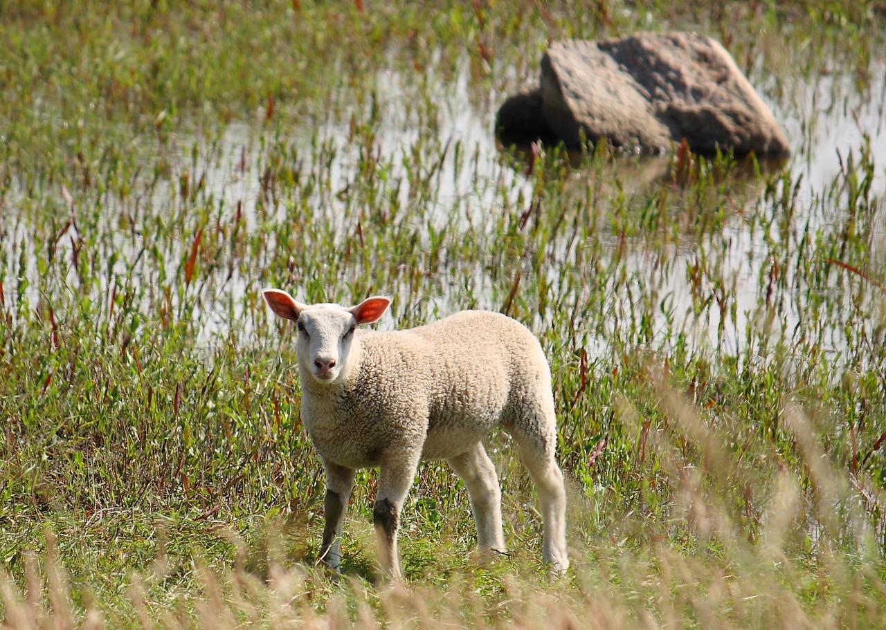 lamb sheep country free photo