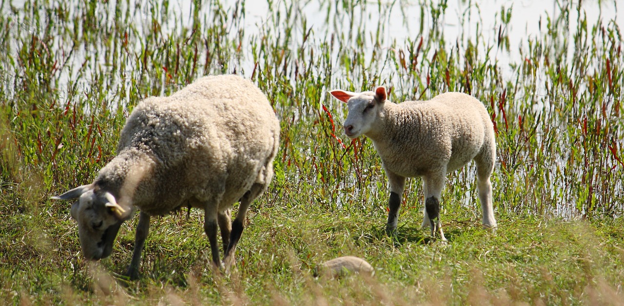 lamb sheep country free photo
