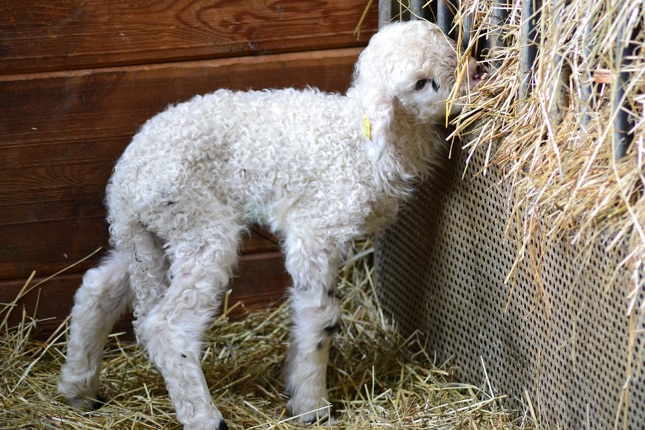 lamb sheep animal child free photo