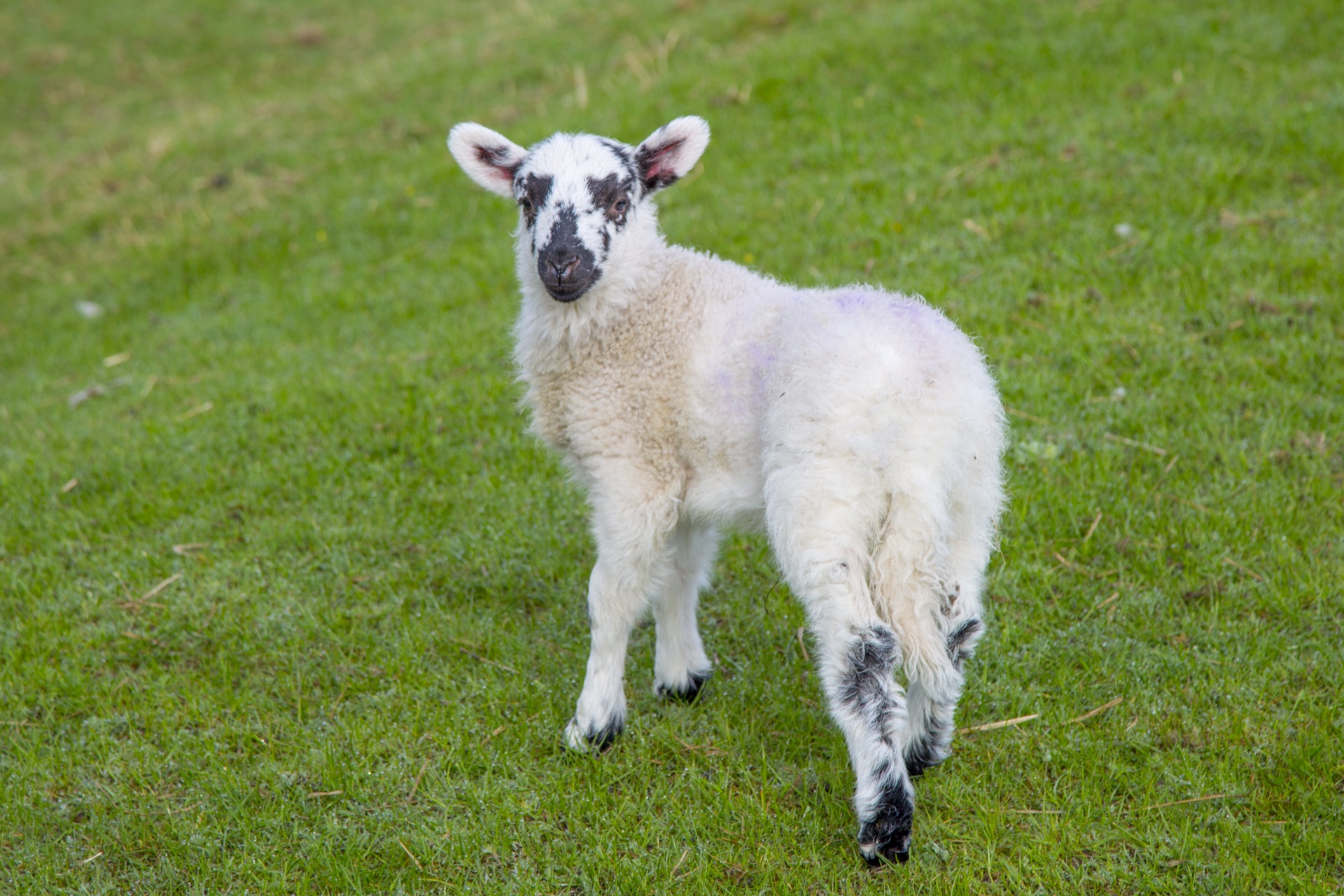 lamb - animal lamb - meat sheep free photo