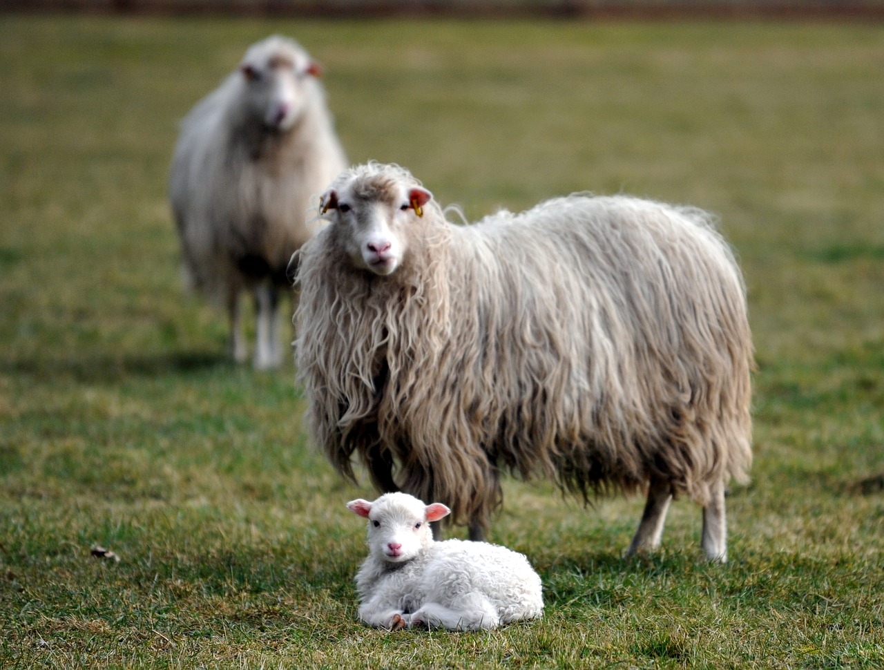 lamb sheep passover free photo