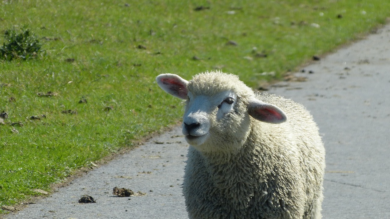 lamb sheep schäfchen free photo