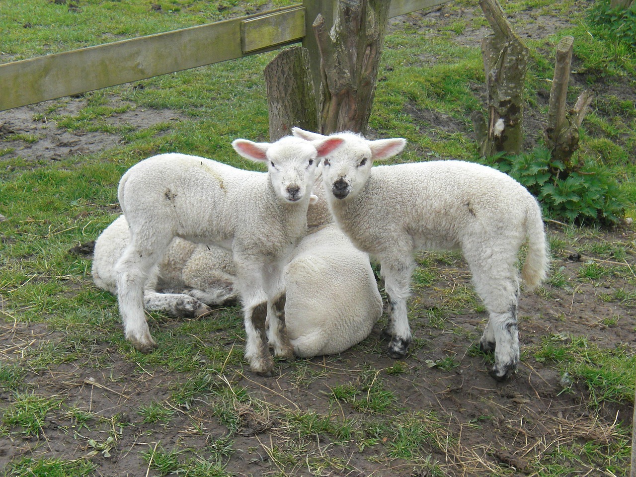 lamb lambs sweet free photo