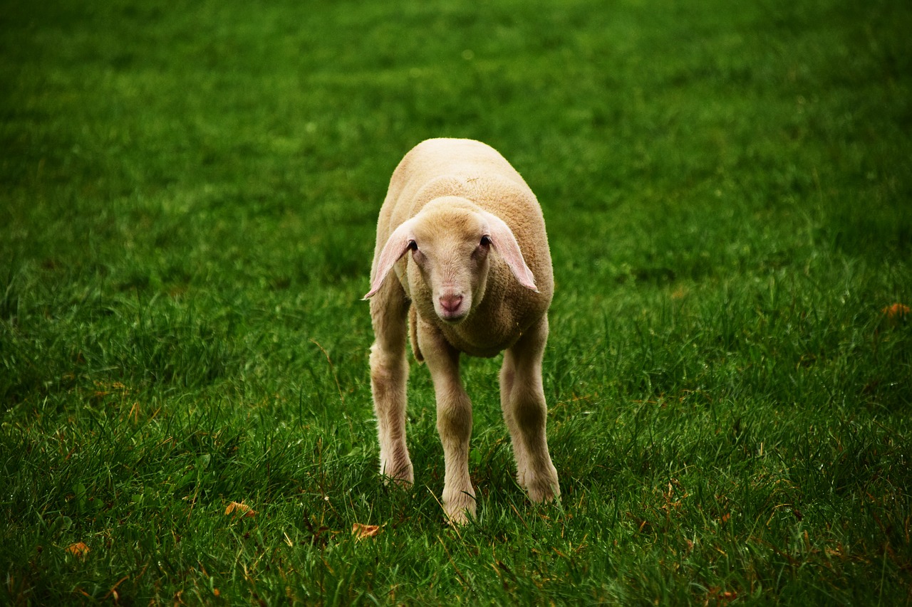 lamb sheep meadow free photo