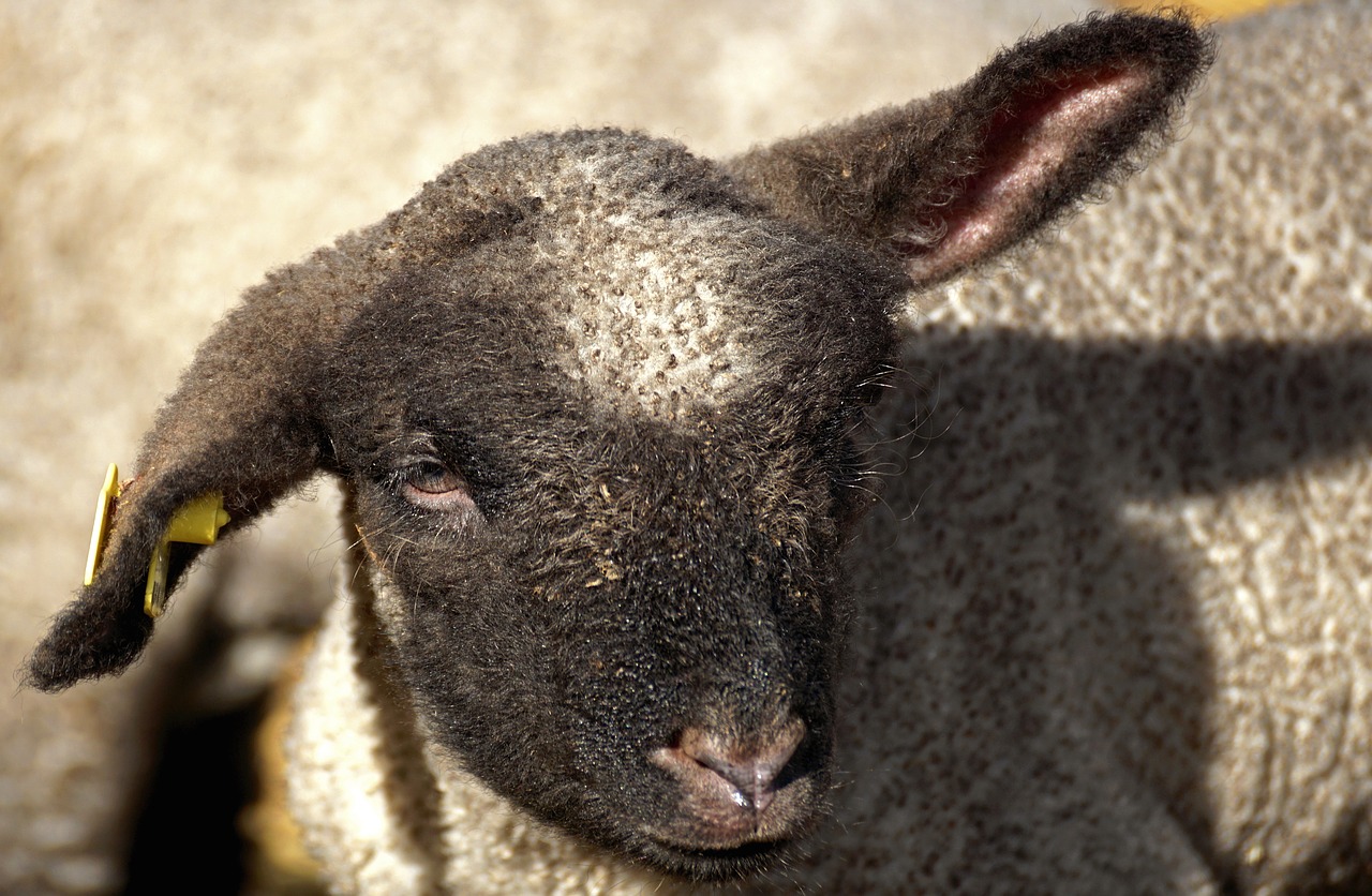 lamb young sheep sheep free photo