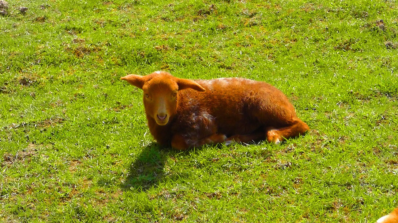 lamb pasture wool free photo