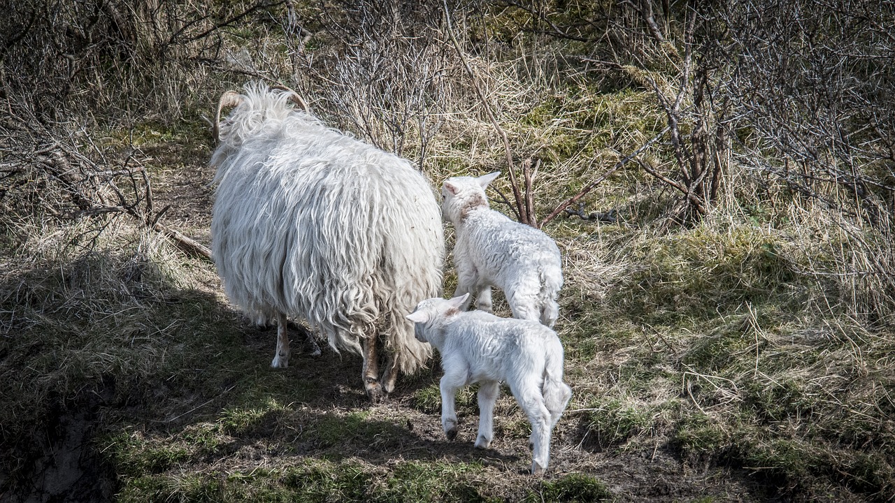 lamb lambs sheep free photo
