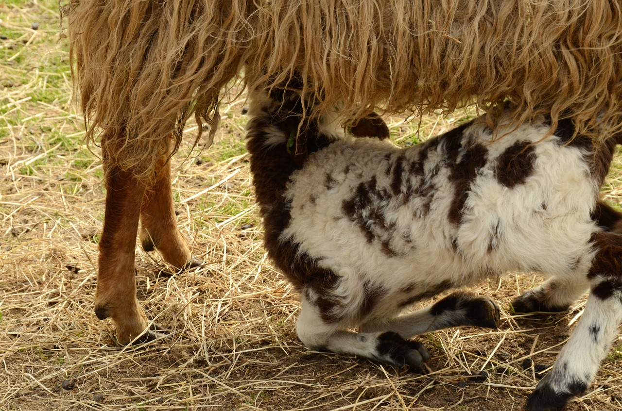 lamb sheep suckle free photo