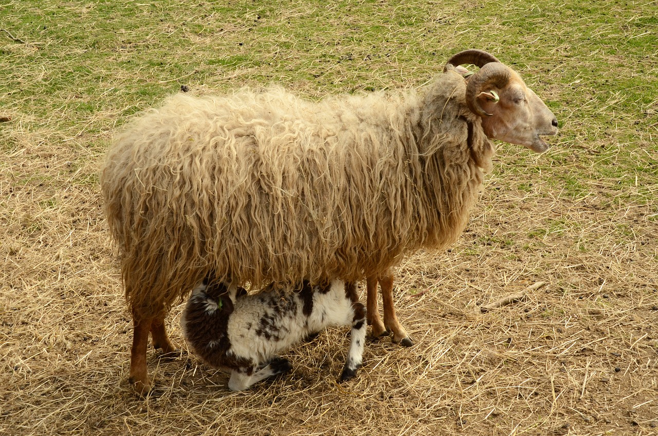 lamb sheep suckle free photo