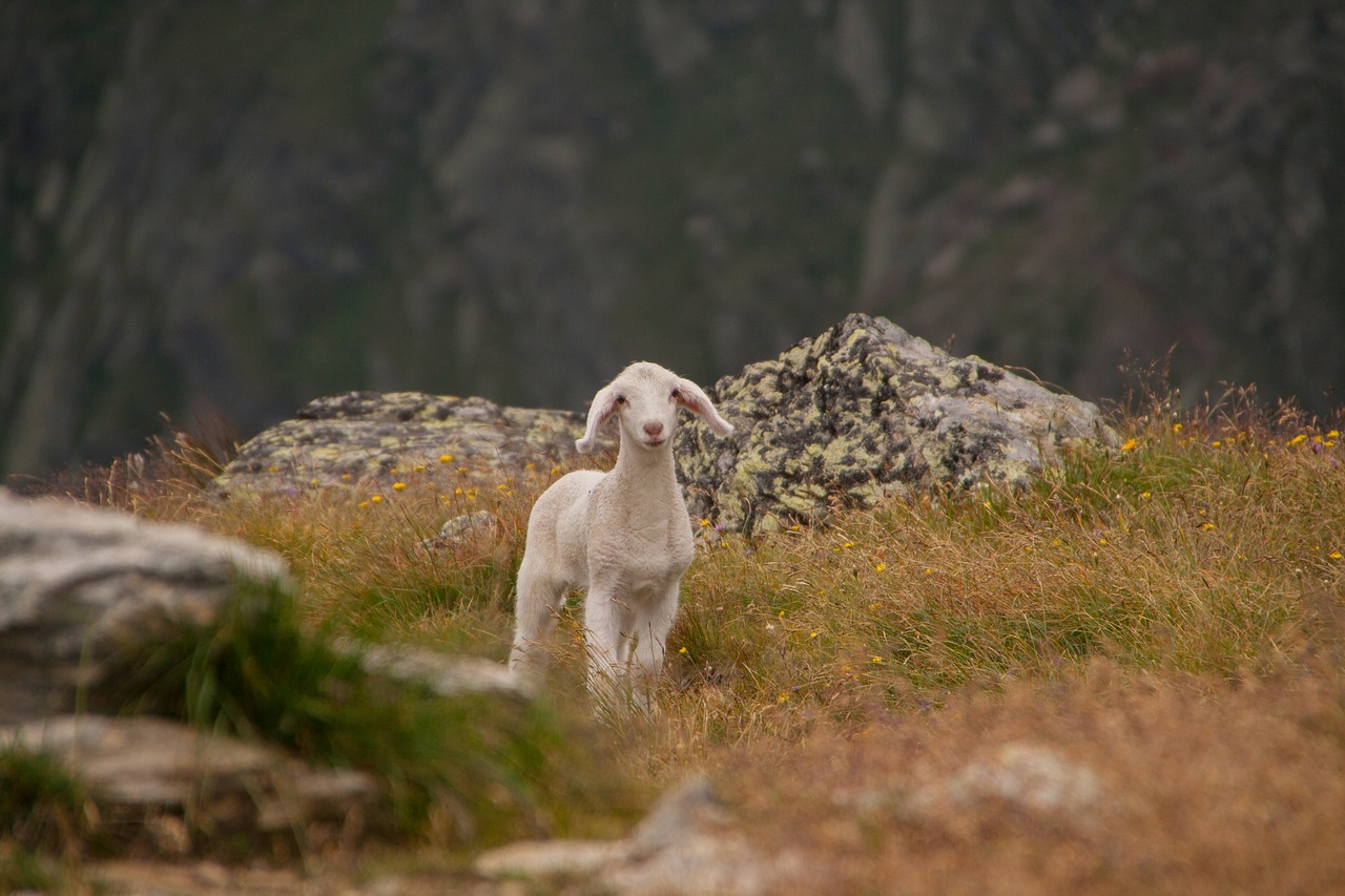 lamb animal sheep free photo