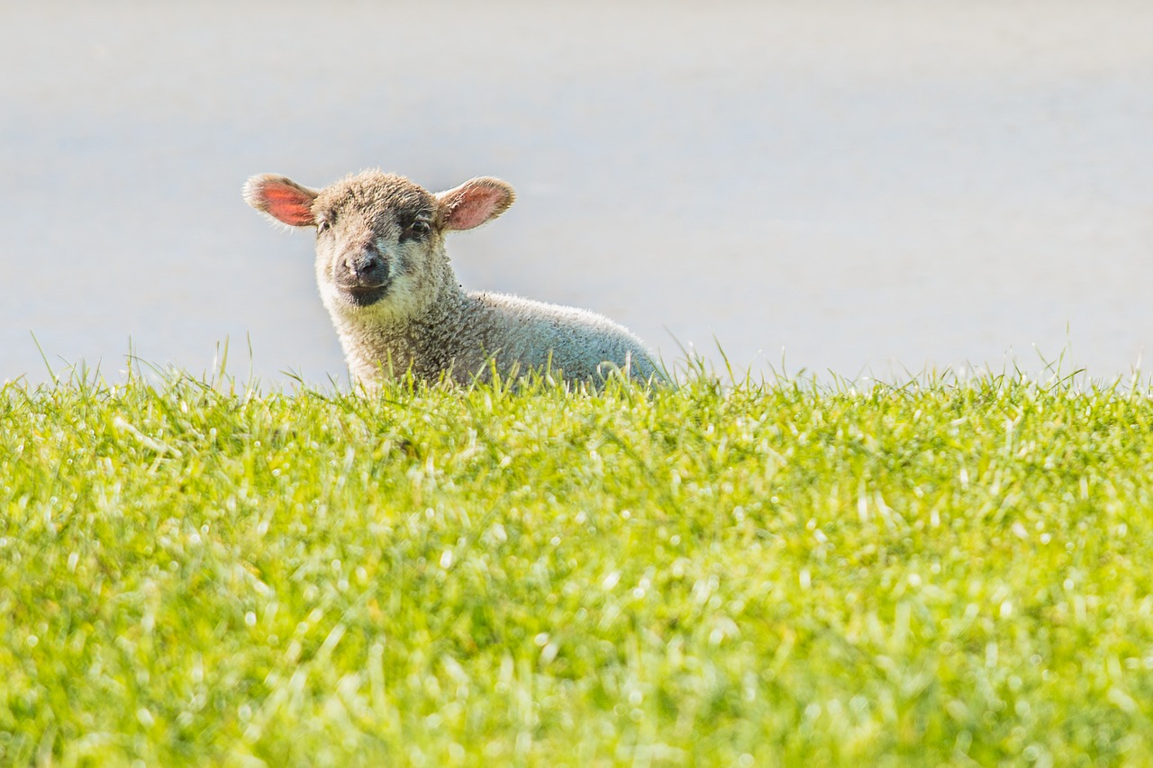 lamb sheep dike free photo