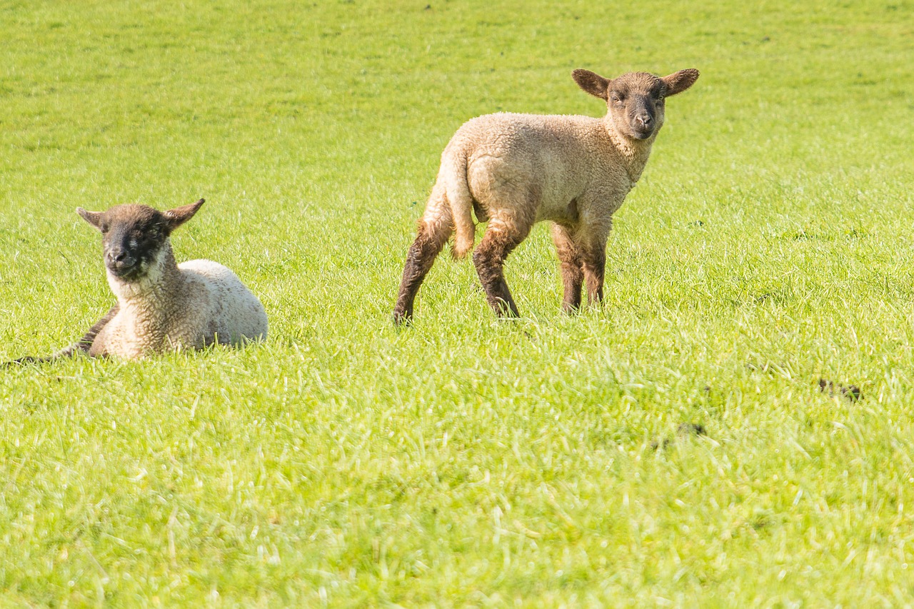 lamb sheep lambs free photo