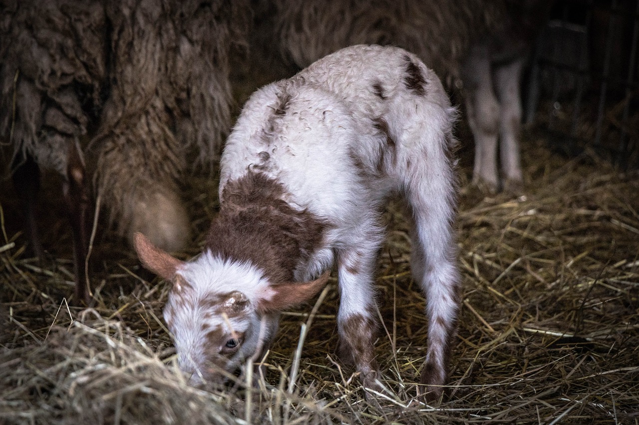 lamb animal sheep free photo