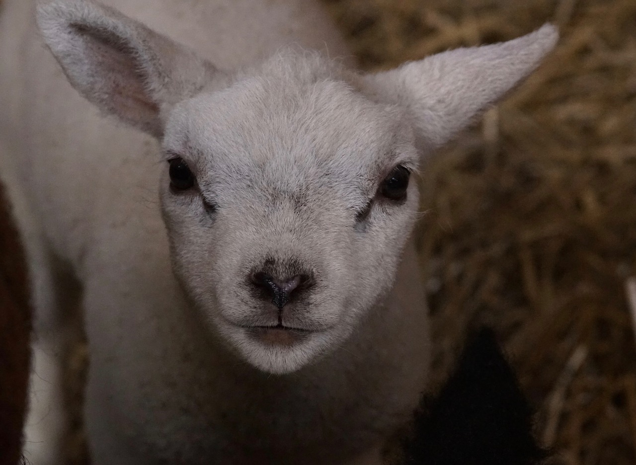 lamb on texel animal free photo