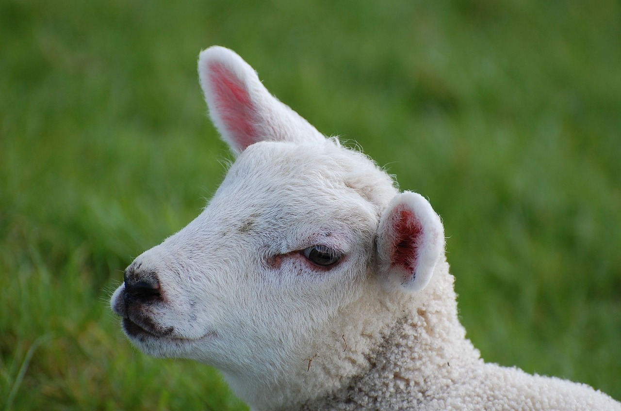 lamb passover schäfchen free photo