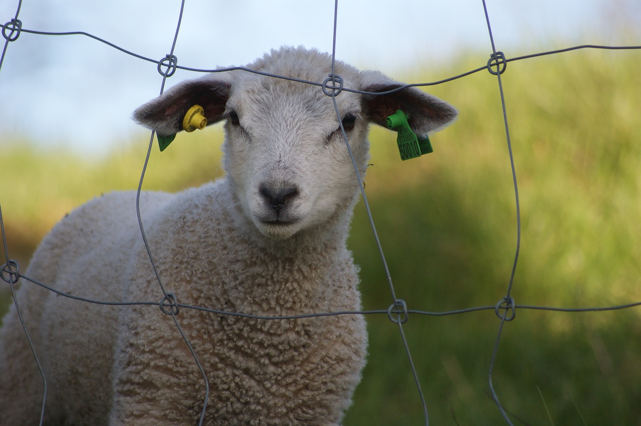 lamb sheep lemming free photo