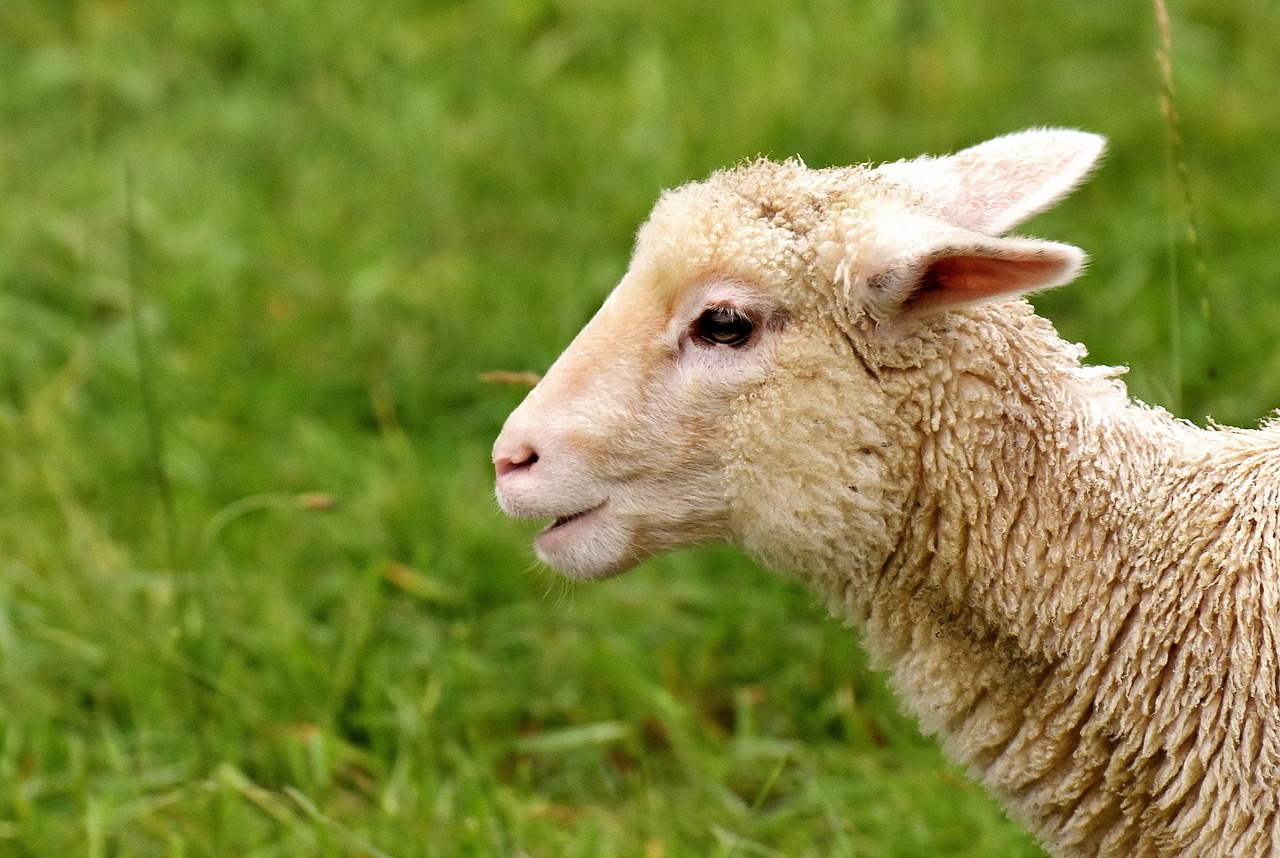 lamb cute animal free photo