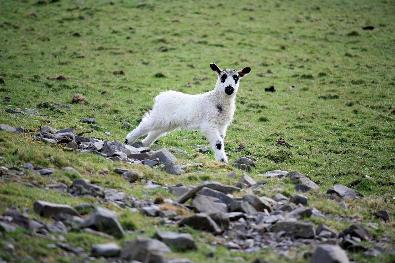 lamb nature countryside free photo