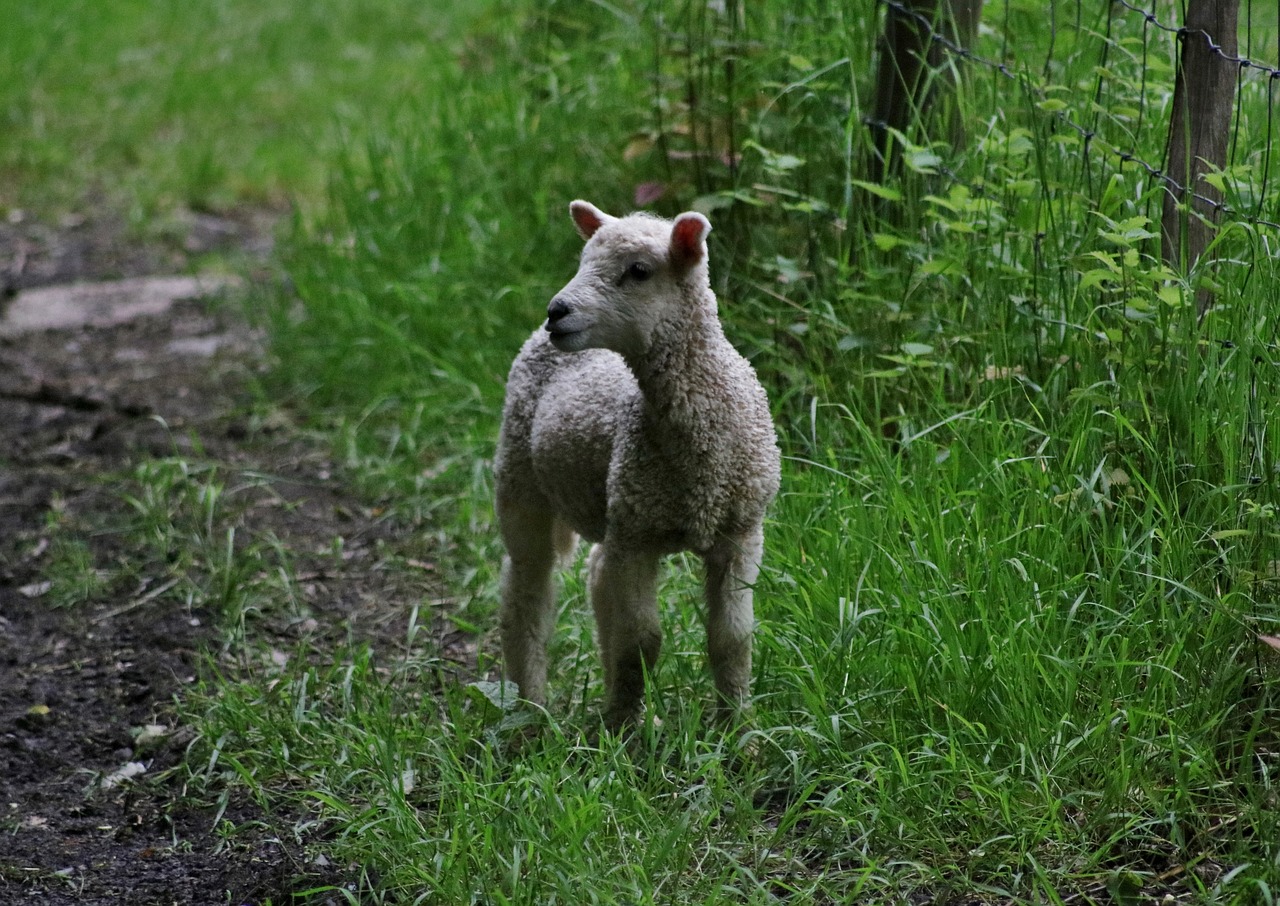 lamb nature farm free photo