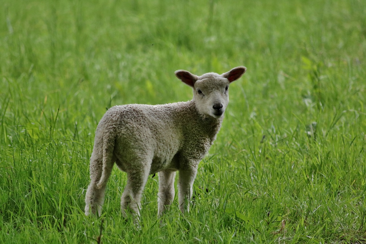 lamb nature farm free photo