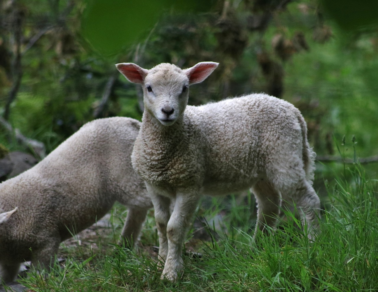 lamb nature sheep free photo