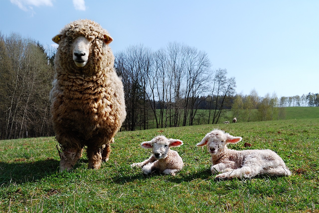 lamb sheep home cub free photo