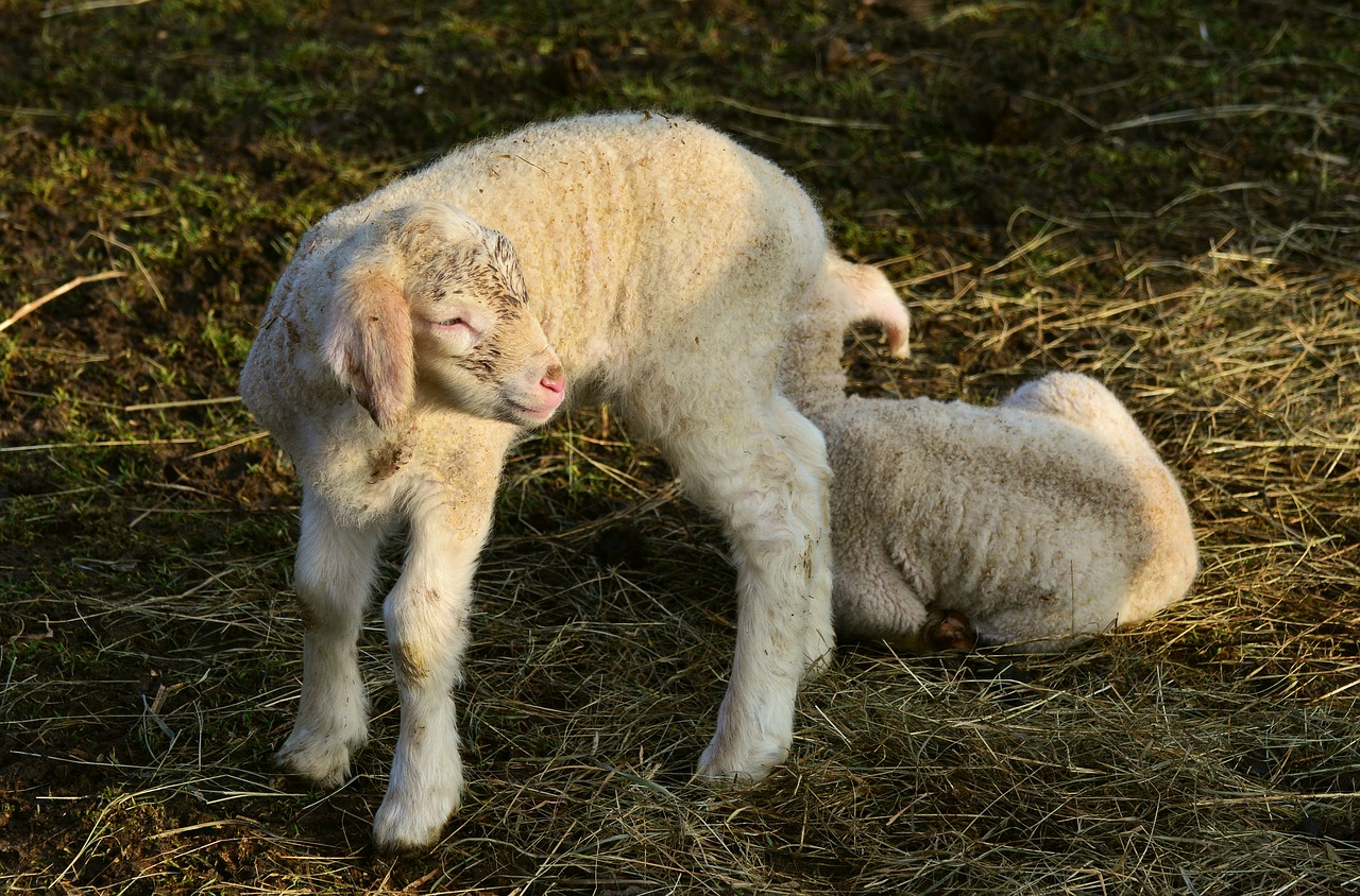 lamb young animal schäfchen free photo