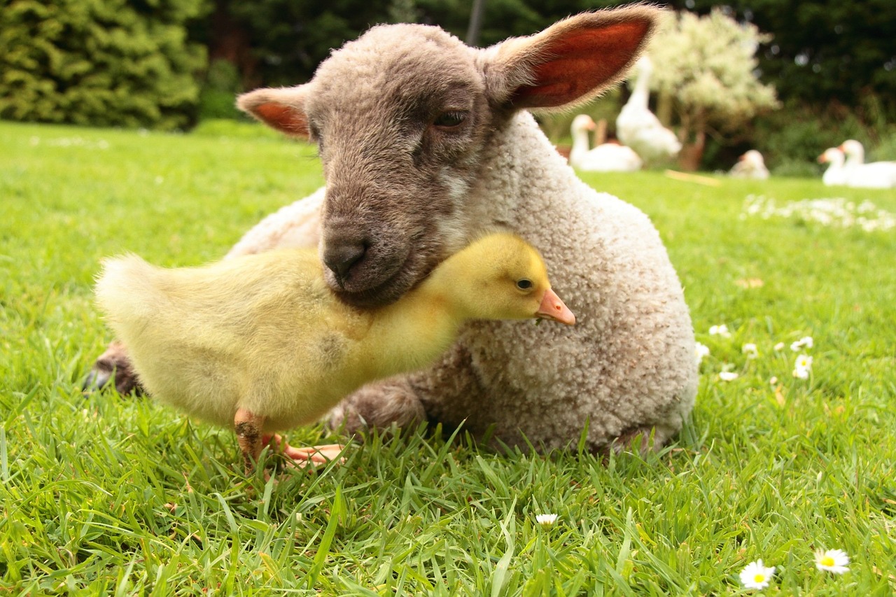 lamb gosling animal free photo