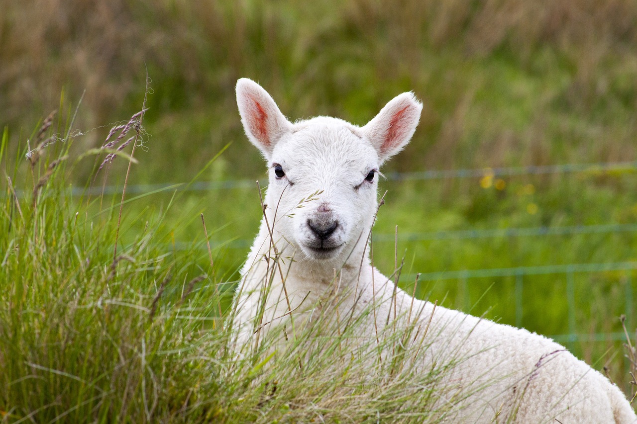 lamb farm sheep free photo