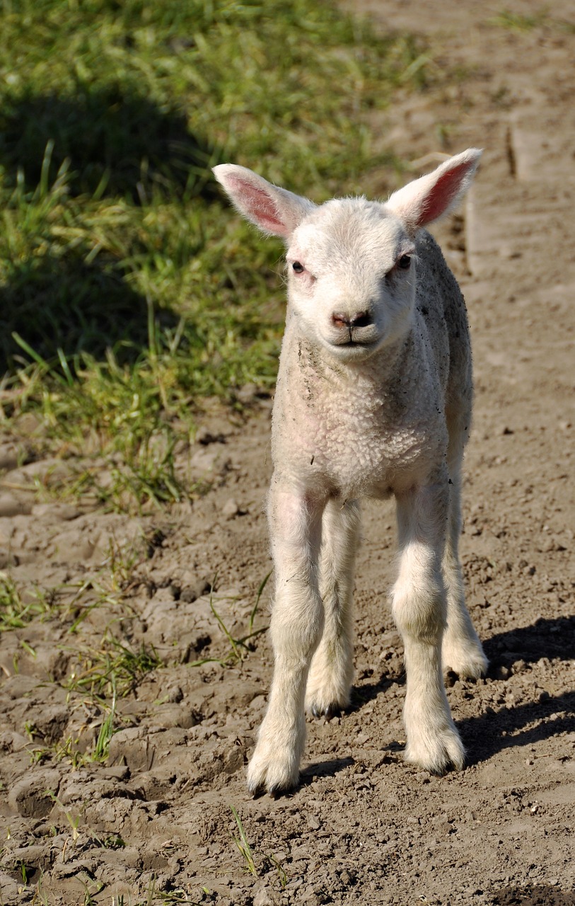 lamb spring sheep free photo