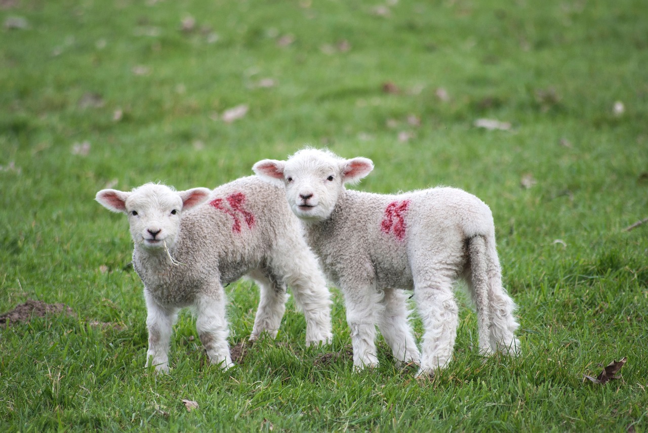 lamb animal green free photo