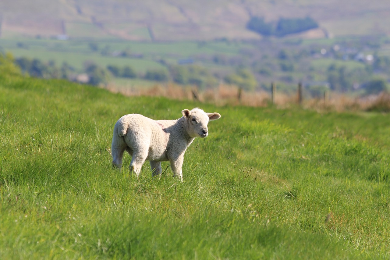 lamb spring sheep free photo