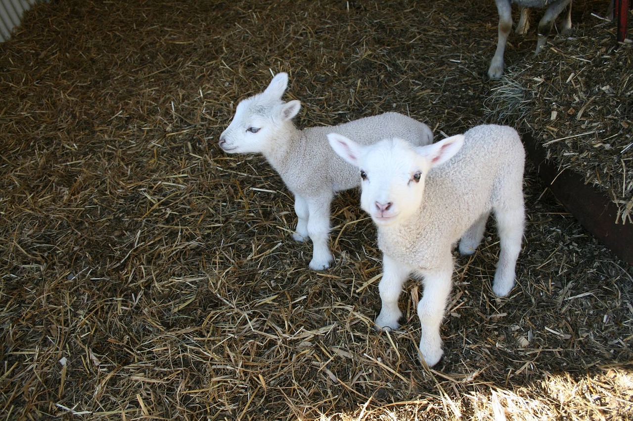 lamb oland may free photo