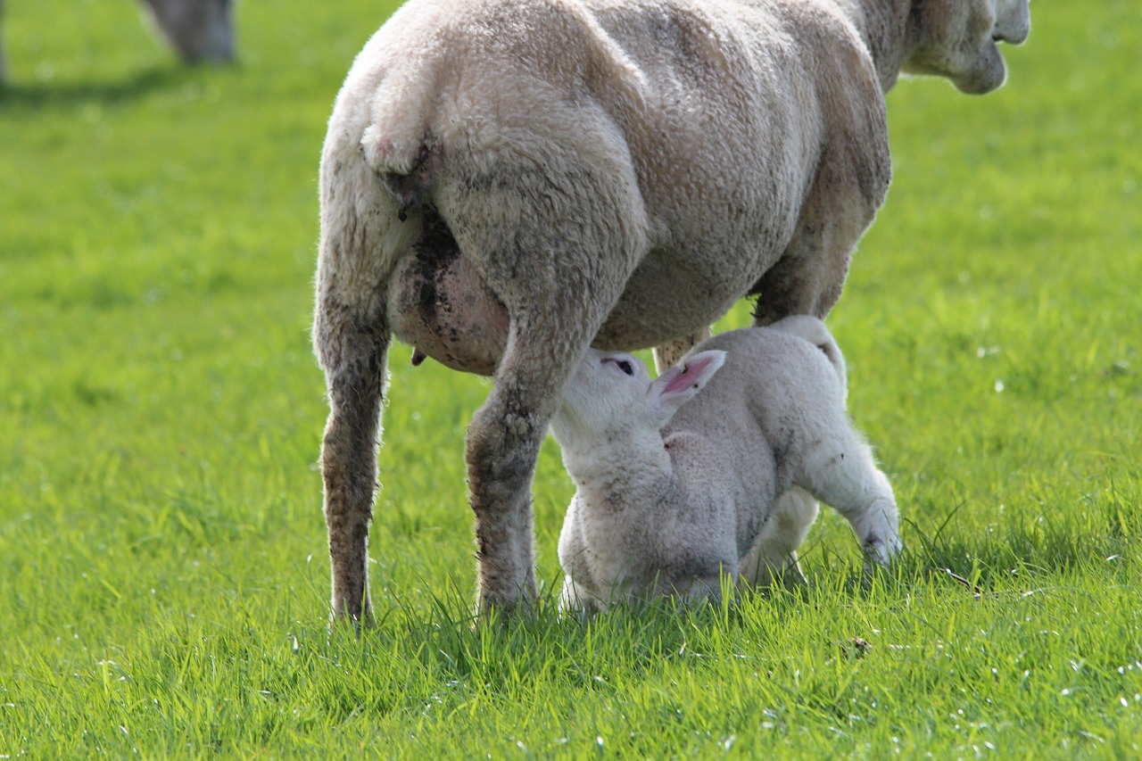 lamb sheep ewes free photo