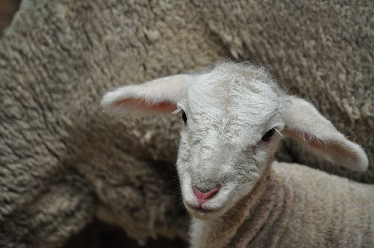 lamb sheep baby free photo