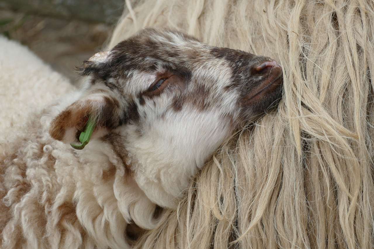 lamb  sheep  fauna free photo