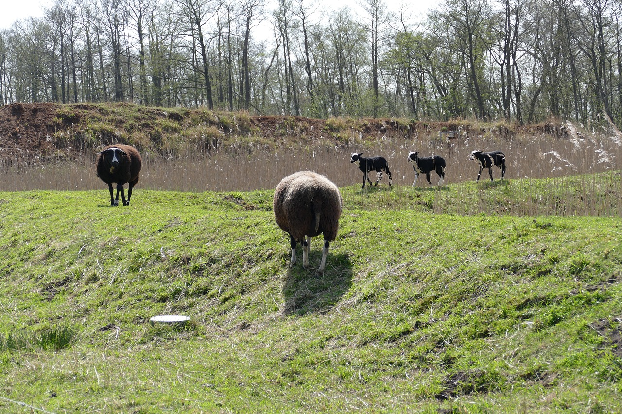 lamb  sheep  mammal free photo