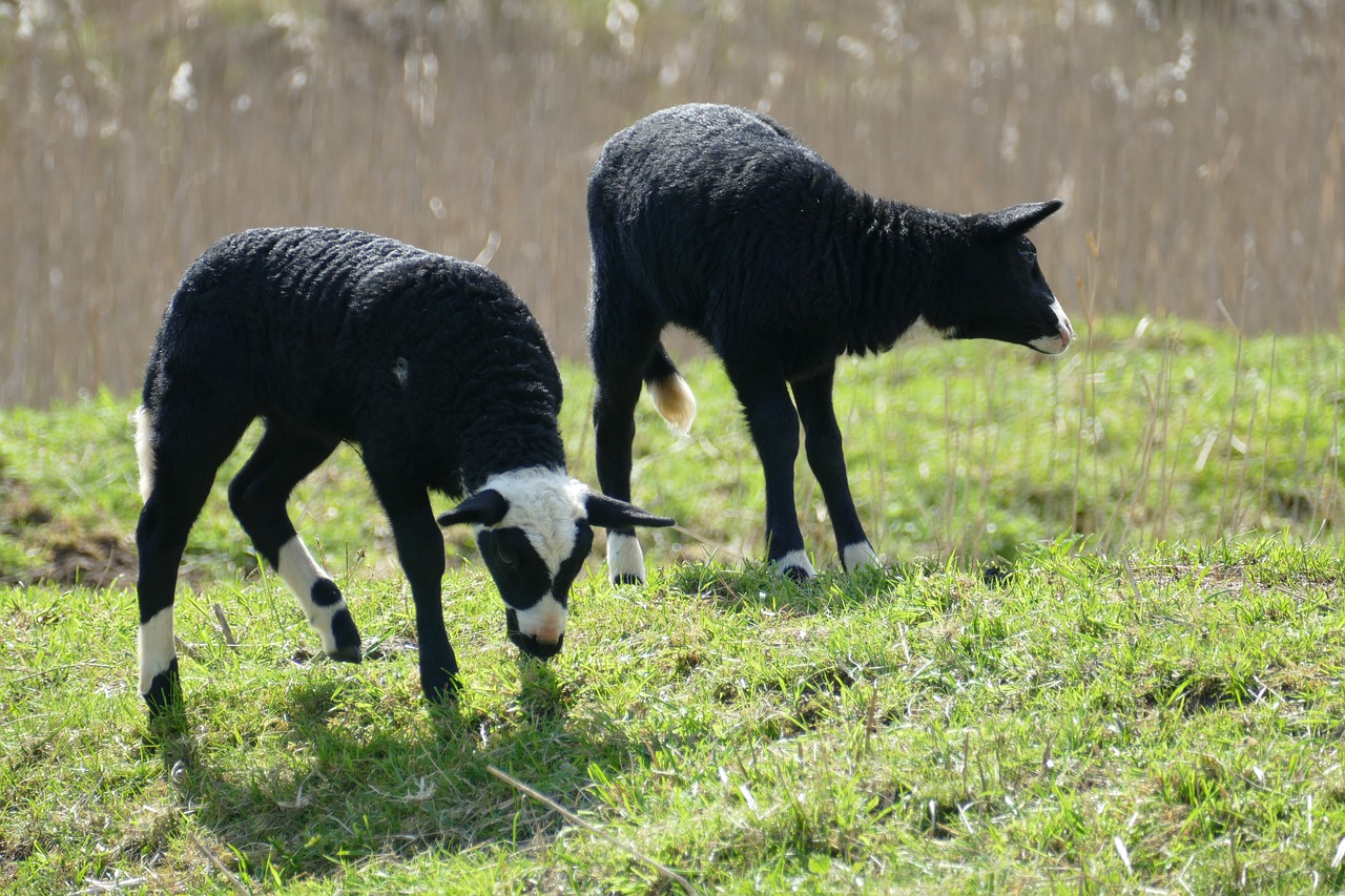 lamb  sheep  mammal free photo