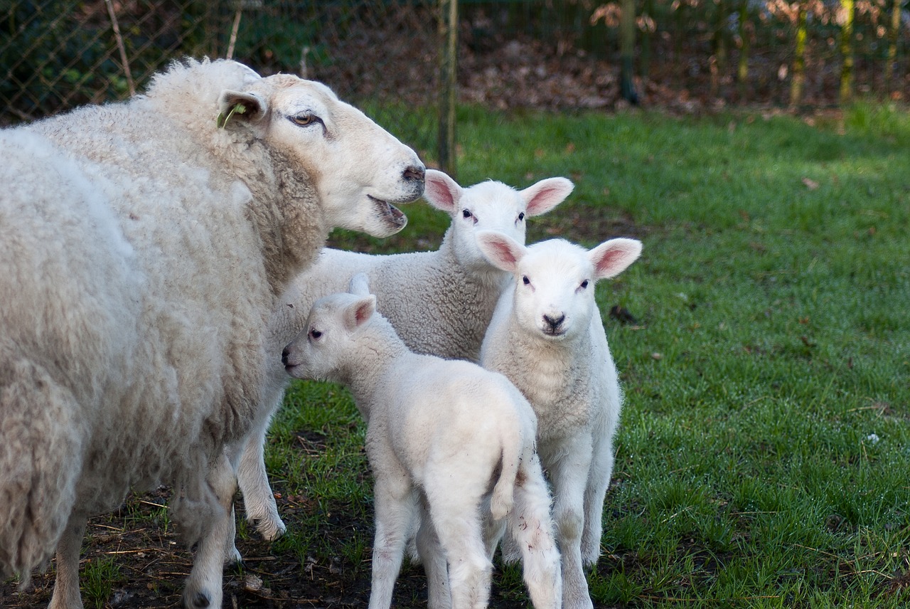 lamb  little sheep  lenthe free photo