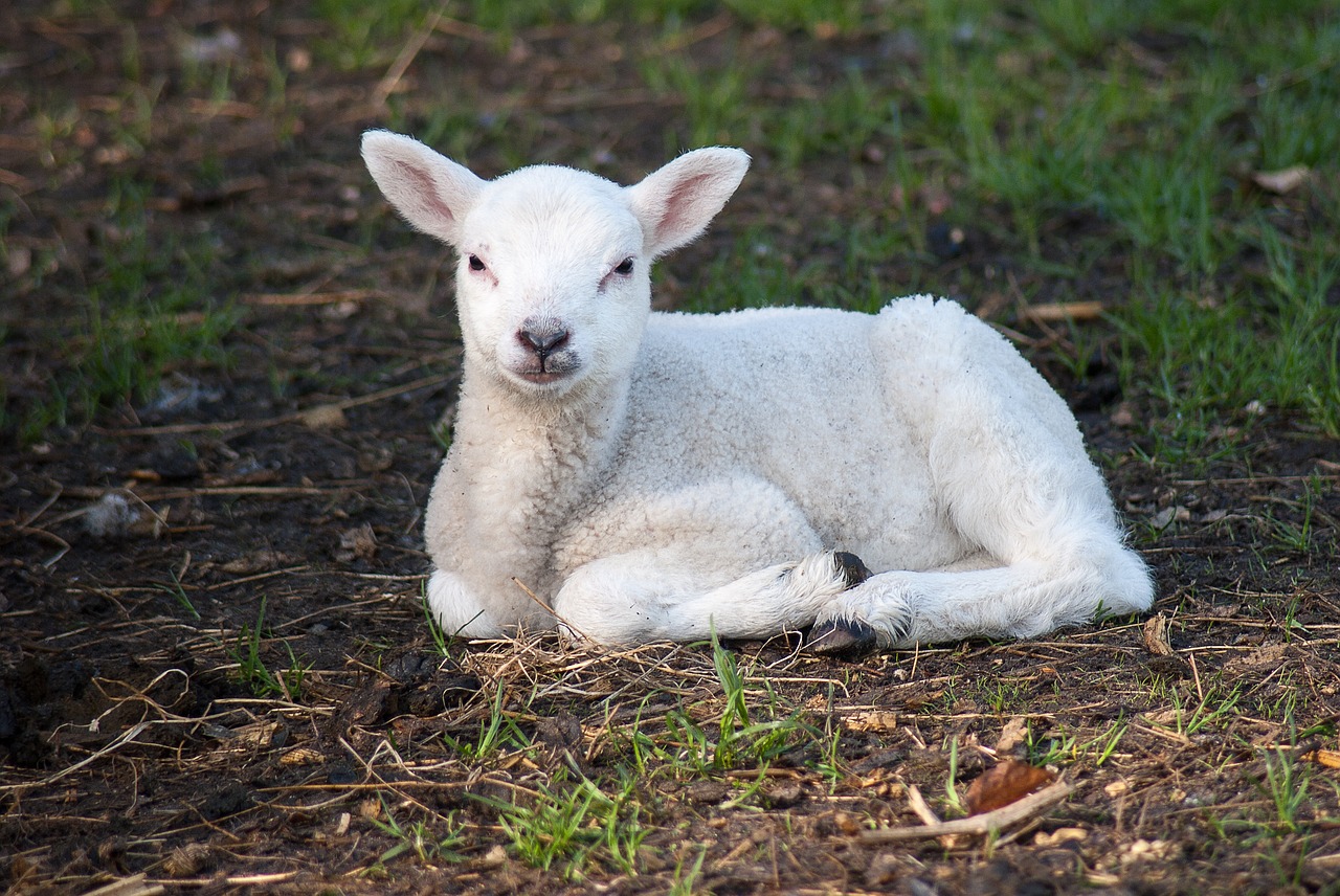 lamb  sheep  cute free photo