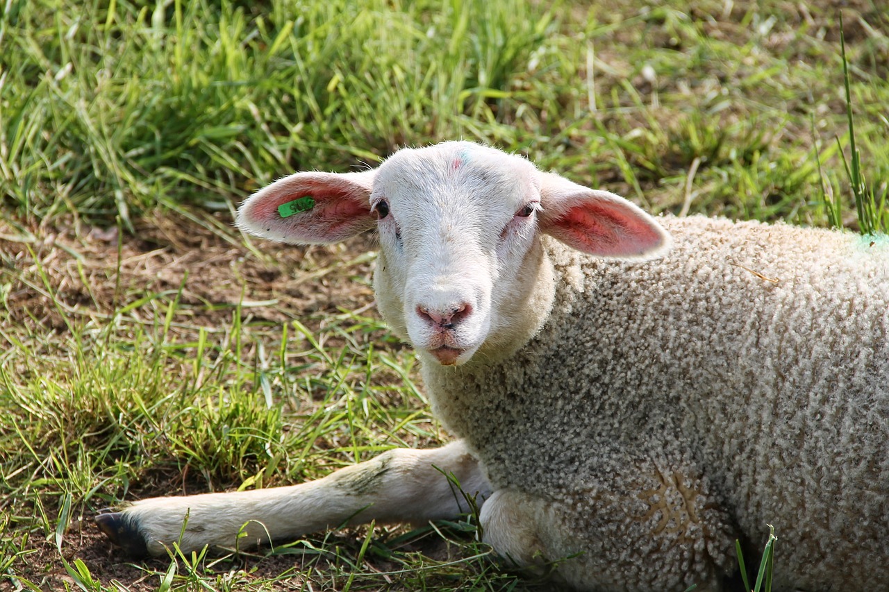 lamb  sheep  schäfchen free photo