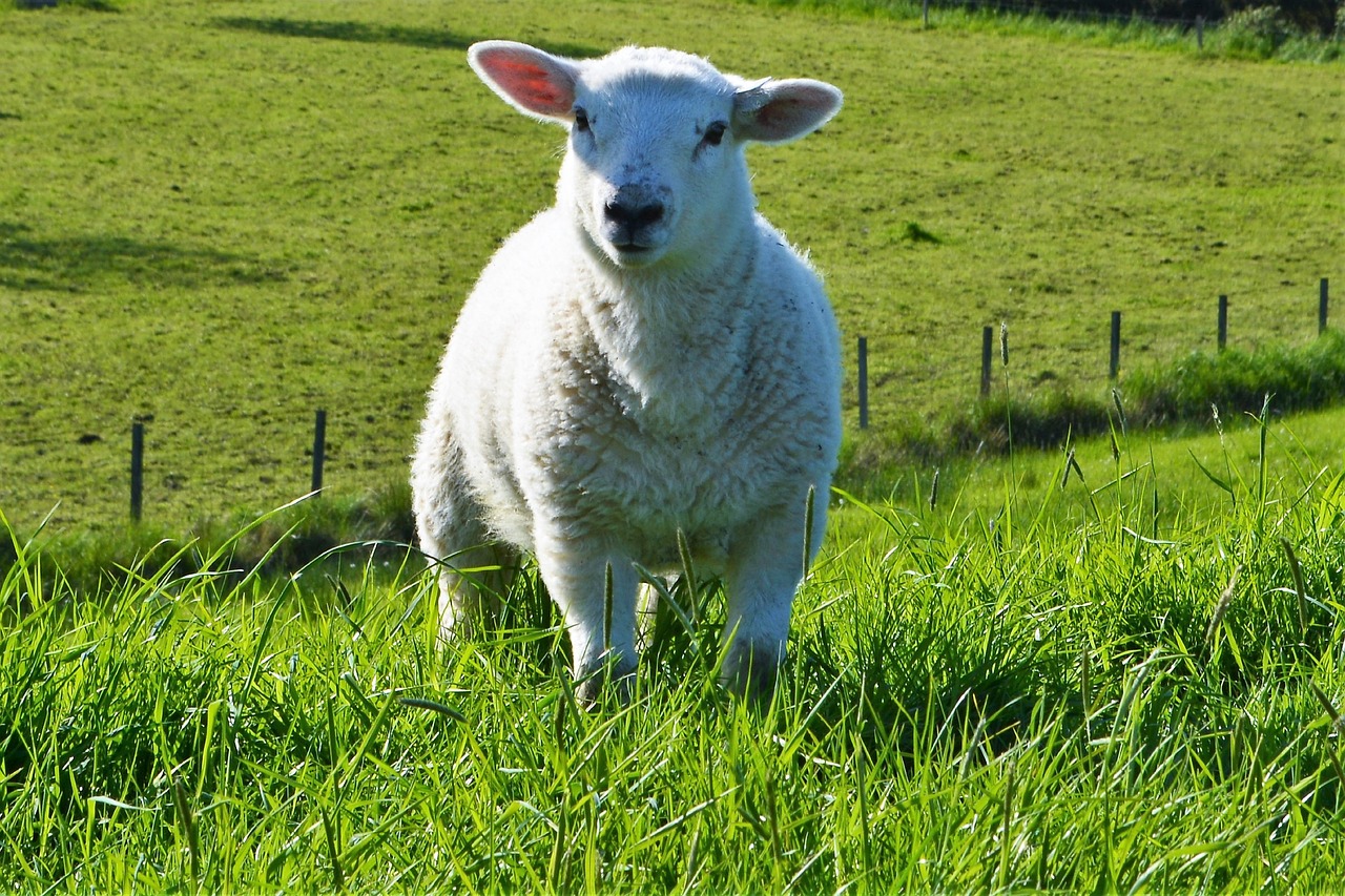 lamb  sheep  grass free photo