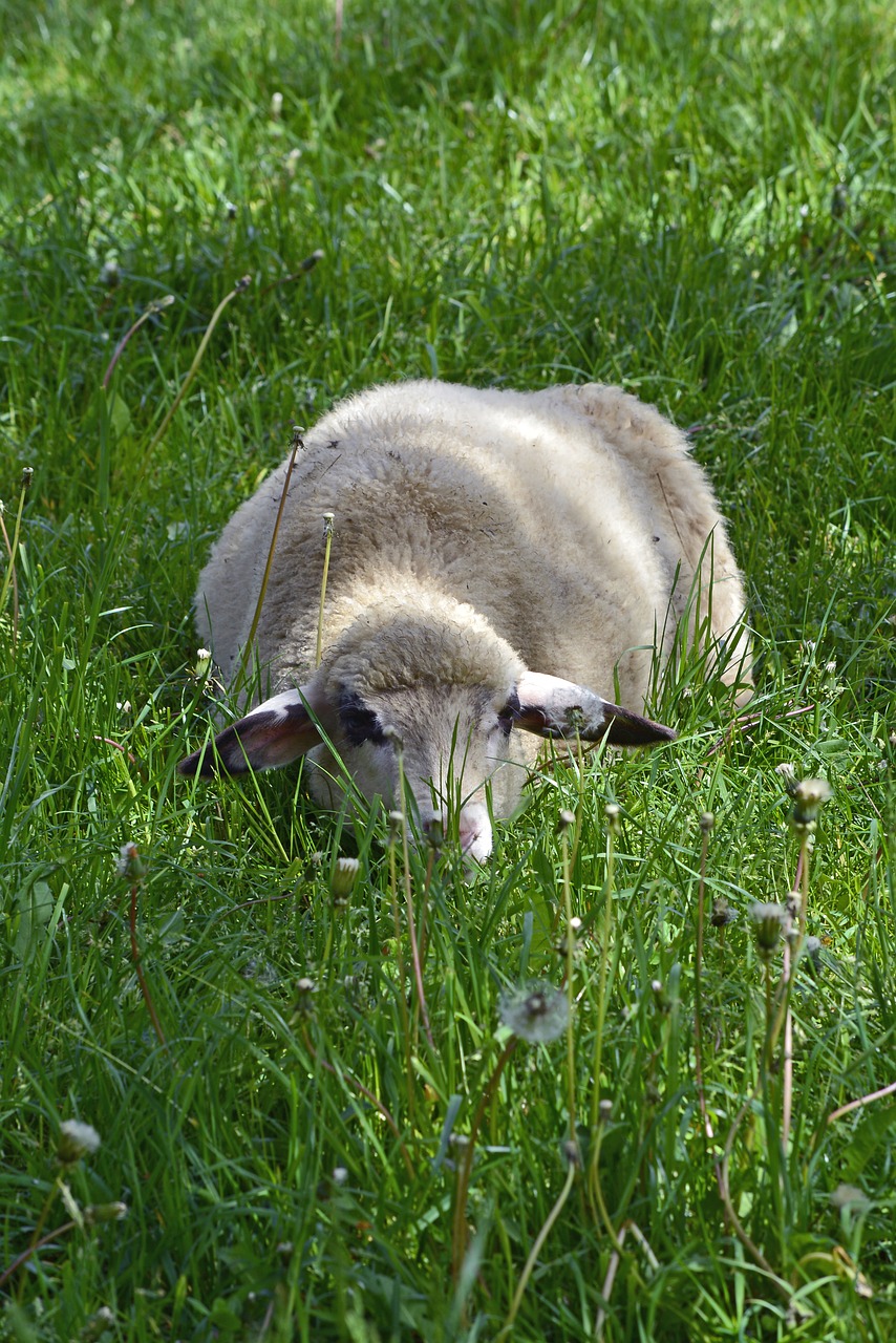 lamb  livestock  grass free photo