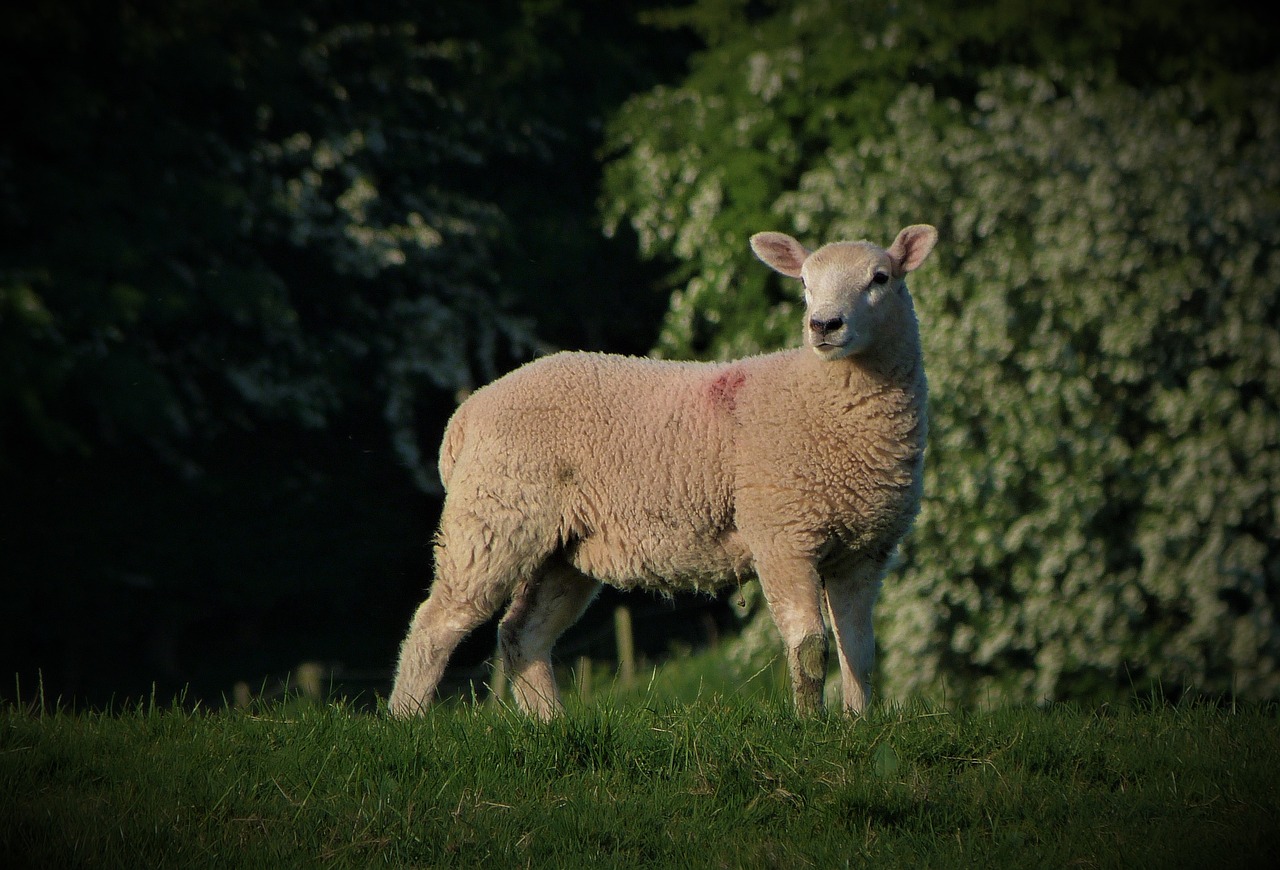lamb  ewe  ram free photo